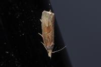 Endothenia ericetana