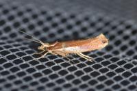 Ypsolopha parenthesella