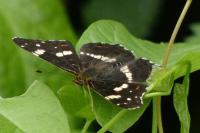 Araschnia levana
