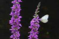 Pieris rapae