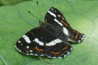 Araschnia levana