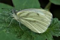 Pieris napi
