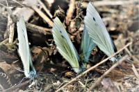 Pieris napi