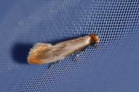 Tinea semifulvella