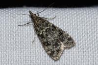 Eudonia truncicolella
