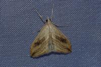 Evergestis forficalis