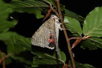 Catocala elocata