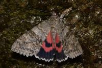 Catocala nupta