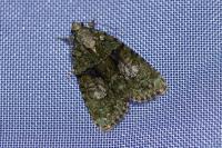 Cryphia algae