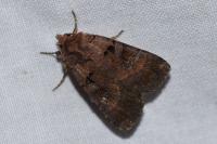 Xestia stigmatica