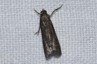 Eccopisa effractella
