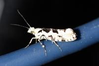 Ypsolopha sequella