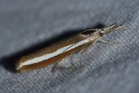 Agriphila latistria
