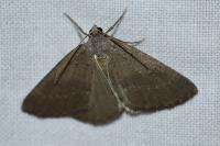 Pachycnemia tibiaria