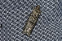 Dioryctria simplicella