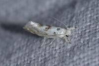 Niphonympha dealbatella