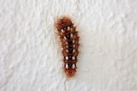 Acronicta rumicis
