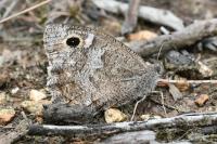 Hipparchia statilinus