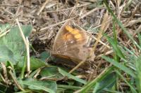 Maniola jurtina