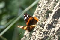 Vanessa atalanta