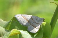 Scotopteryx