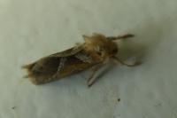 Triodia sylvina