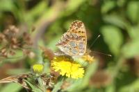 Issoria lathonia