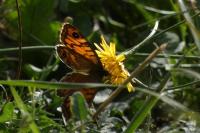 Lasiommata megera