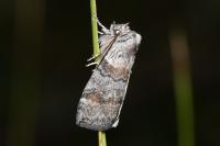 Cymatophorina diluta