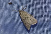 Apaidia mesogona