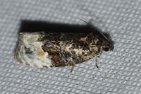 Apotomis betuletana