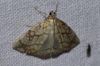 Evergestis pallidata