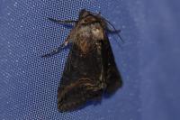 Abrostola triplasia