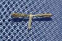 Adaina microdactyla