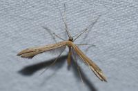 Stenoptilia