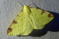 Opisthograptis luteolata