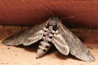 Agrius convolvuli