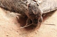 Agrius convolvuli