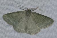 Pseudoterpna pruinata