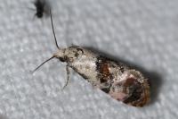 Cochylis hybridella