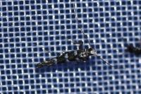 Parectopa ononidis