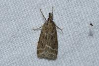 Eudonia pallida