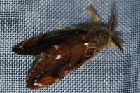 Orgyia recens
