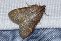Hypsopygia glaucinalis