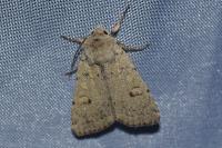Xestia castanea