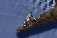 Calybites phasianipennella