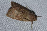 Propenistra laevis