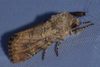 Luperina testacea