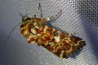 Anarta myrtilli