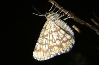 Chiasmia clathrata
